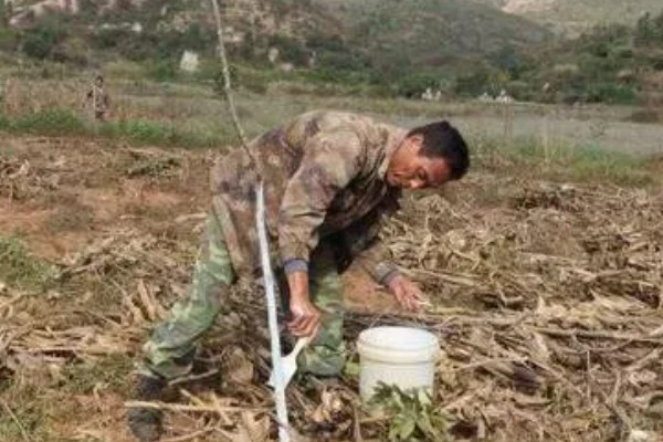 果树腐烂病危害特征,发病初期病部呈红褐色