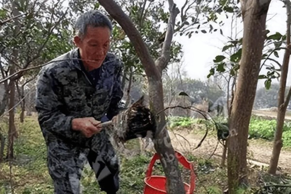 果树腐烂病危害特征,发病初期病部呈红褐色
