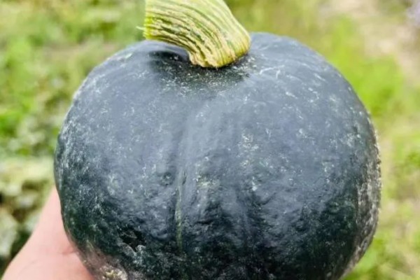 板栗南瓜的产地，在我国的南方和北方都有种植