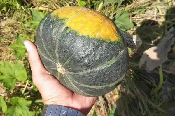 板栗南瓜的产地，在我国的南方和北方都有种植