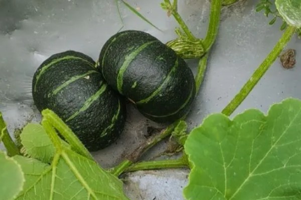 板栗南瓜的产地，在我国的南方和北方都有种植