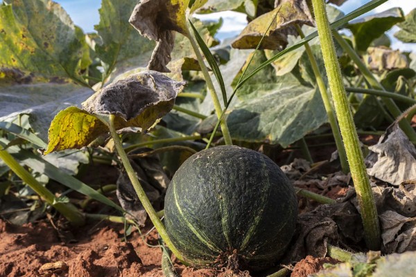 板栗南瓜的产地，在我国的南方和北方都有种植