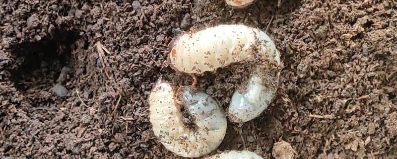 独角仙幼虫是不是地老虎，独角仙幼虫不是地老虎