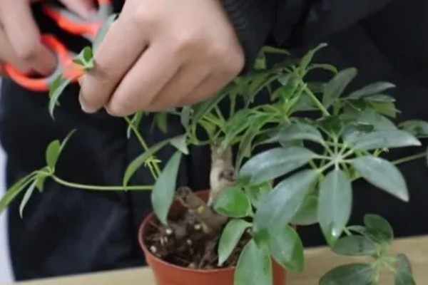 鸭掌木枝头软耷拉变软怎么处理，适宜生长在半阴的环境中