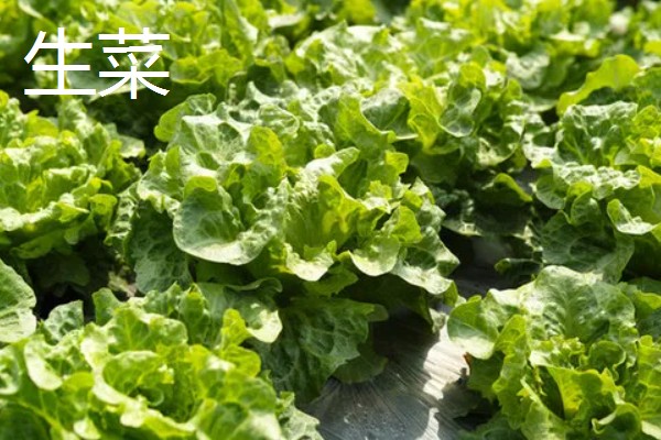 七月可以种什么蔬菜，可以种生菜、番茄等