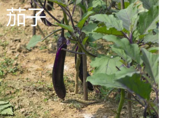 七月可以种什么蔬菜，可以种生菜、番茄等