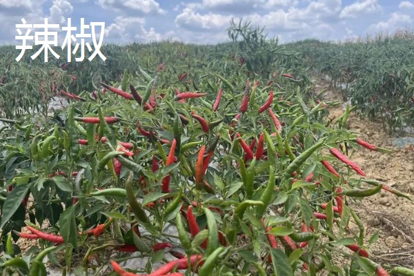 七月可以种什么蔬菜，可以种生菜、番茄等
