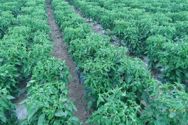 七月可以种什么蔬菜，可以种生菜、番茄等