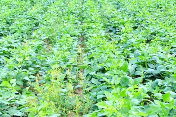 七月可以种什么蔬菜，可以种生菜、番茄等