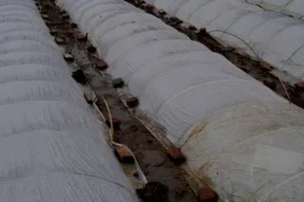 七月可以种什么蔬菜，可以种生菜、番茄等
