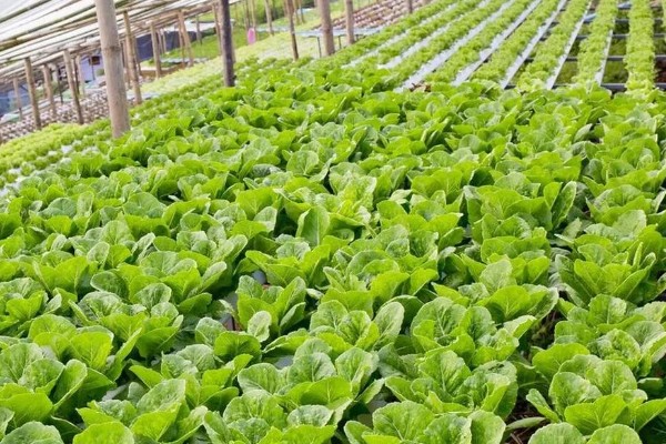 七月可以种什么蔬菜，可以种生菜、番茄等