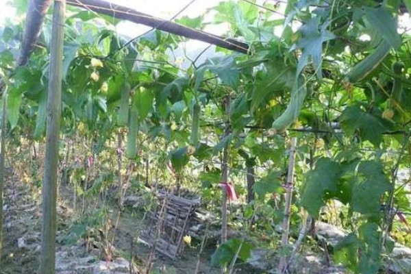 七月可以种什么蔬菜，可以种生菜、番茄等