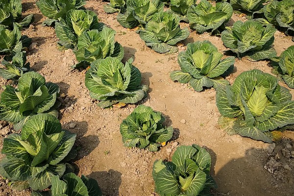 七月可以种什么蔬菜，可以种生菜、番茄等