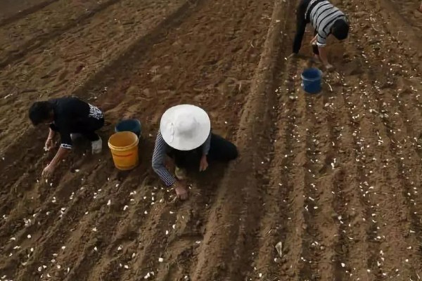 七月可以种什么蔬菜，可以种生菜、番茄等