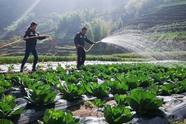 七月可以种什么蔬菜，可以种生菜、番茄等
