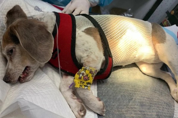 母狗绝育危险吗，有一定的风险