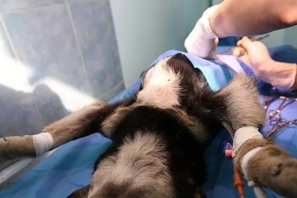 母狗绝育危险吗，有一定的风险