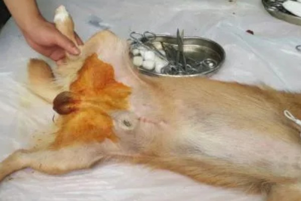 母狗绝育危险吗，有一定的风险