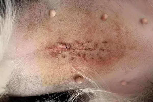 母狗绝育危险吗，有一定的风险