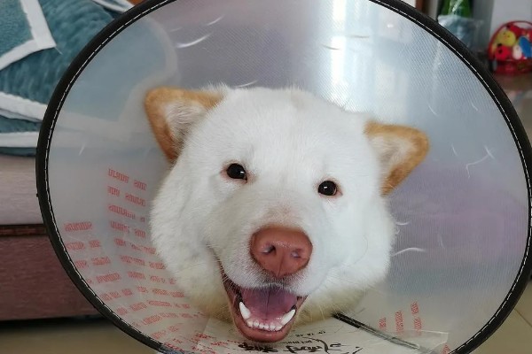 母狗绝育危险吗，有一定的风险