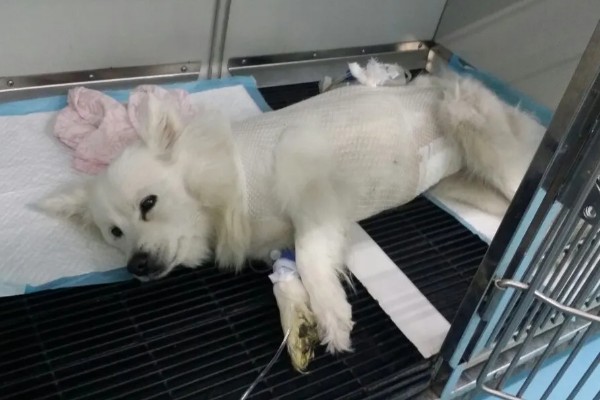 母狗绝育危险吗，有一定的风险