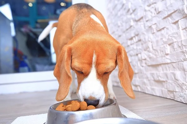 母狗绝育危险吗，有一定的风险
