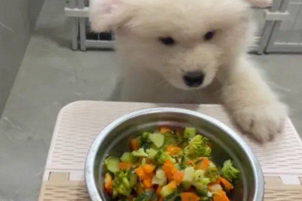 母狗绝育危险吗，有一定的风险