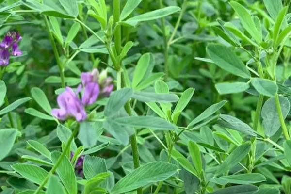 苜蓿草简介，是苜蓿属植物的通称