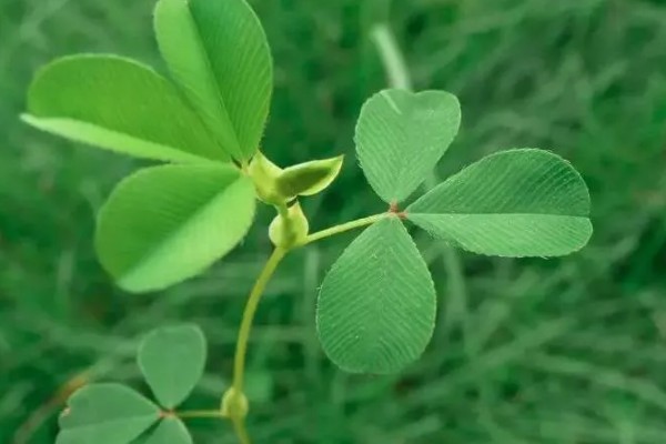 苜蓿草简介，是苜蓿属植物的通称