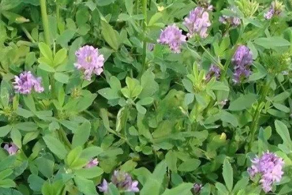 苜蓿草简介，是苜蓿属植物的通称