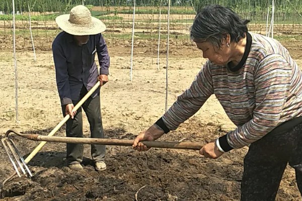 杨树怎么管理长得快，生长期间需要定期为其追施肥料