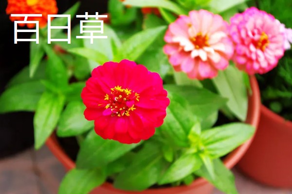 有哪些9月开花的植物，常见的有百日草、硫华菊等