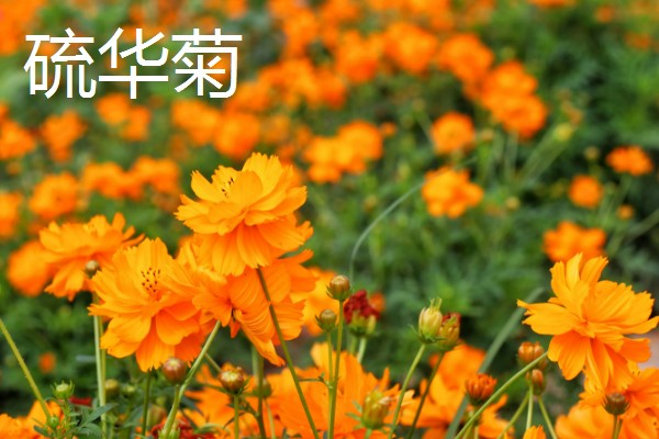 有哪些9月开花的植物，常见的有百日草、硫华菊等