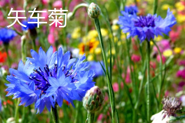 有哪些9月开花的植物，常见的有百日草、硫华菊等