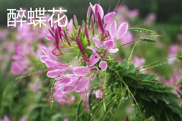 有哪些9月开花的植物，常见的有百日草、硫华菊等