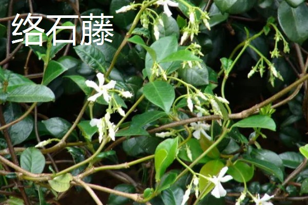 有哪些9月开花的植物，常见的有百日草、硫华菊等