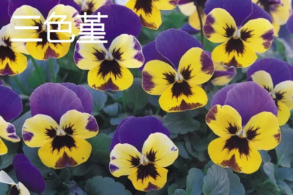 有哪些9月开花的植物，常见的有百日草、硫华菊等