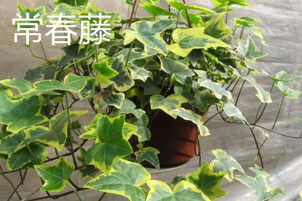 有哪些9月开花的植物，常见的有百日草、硫华菊等