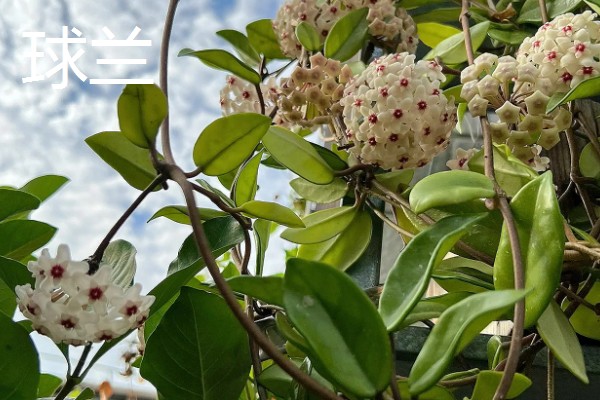 有哪些9月开花的植物，常见的有百日草、硫华菊等