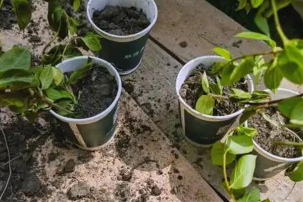 金银花如何繁殖,可扦插也可种子繁殖等