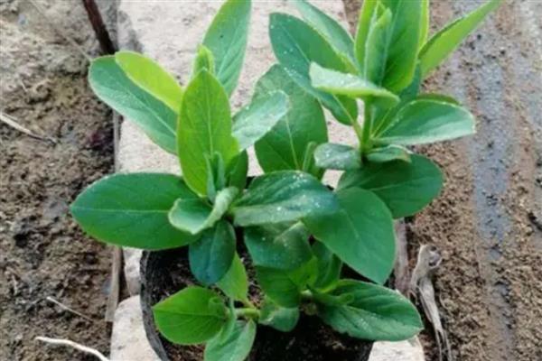 金银花如何繁殖,可扦插也可种子繁殖等