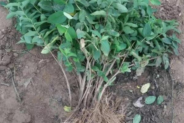 金银花如何繁殖,可扦插也可种子繁殖等