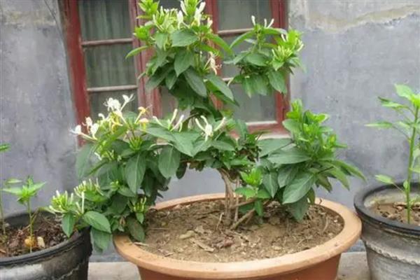 金银花如何繁殖,可扦插也可种子繁殖等