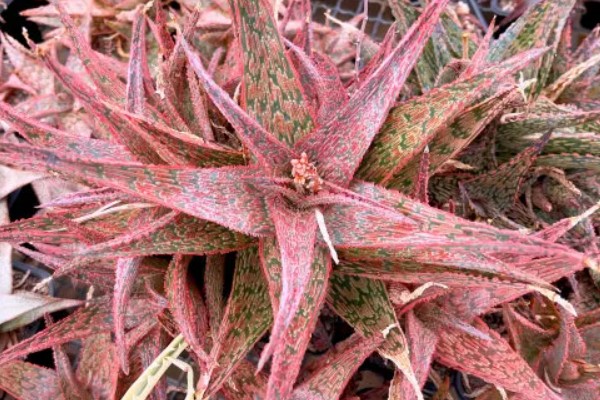 粉色芦荟和绿色芦荟有什么区别,颜色和外观均不同