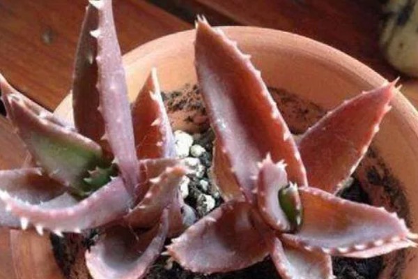 粉色芦荟和绿色芦荟有什么区别,颜色和外观均不同