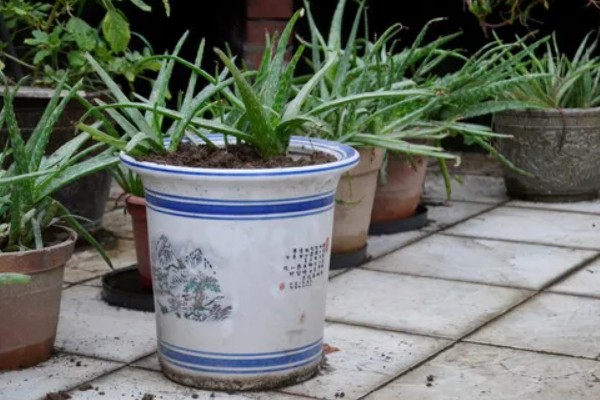 粉色芦荟和绿色芦荟有什么区别,颜色和外观均不同