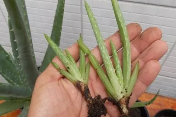 粉色芦荟和绿色芦荟有什么区别,颜色和外观均不同