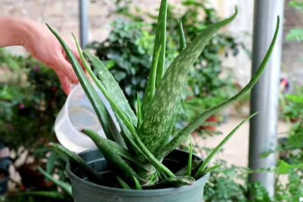 粉色芦荟和绿色芦荟有什么区别,颜色和外观均不同