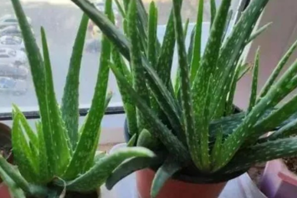 粉色芦荟和绿色芦荟有什么区别,颜色和外观均不同