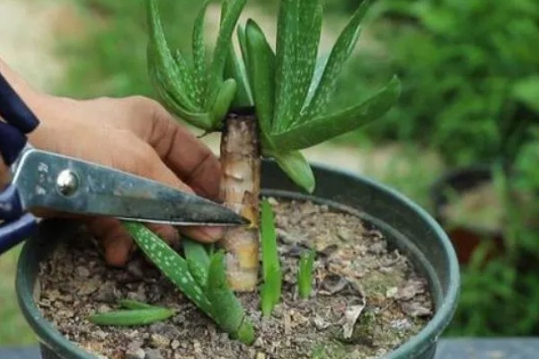 粉色芦荟和绿色芦荟有什么区别,颜色和外观均不同